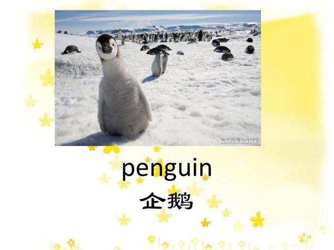 企鹅的英语怎么读