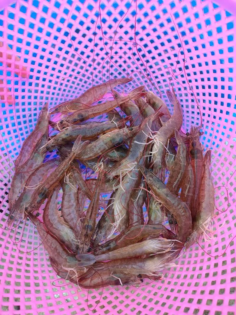 基围虾养殖技术