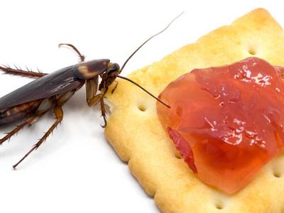 蟑螂吃什么东西为生