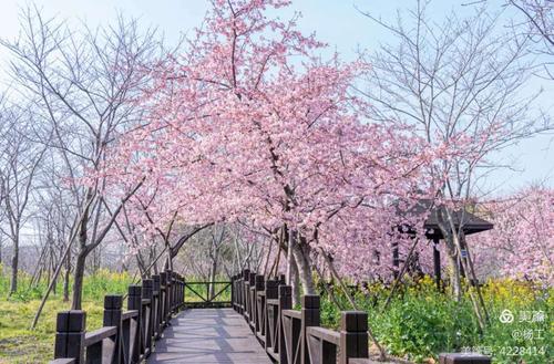 上海赏樱花的地方的相关图片