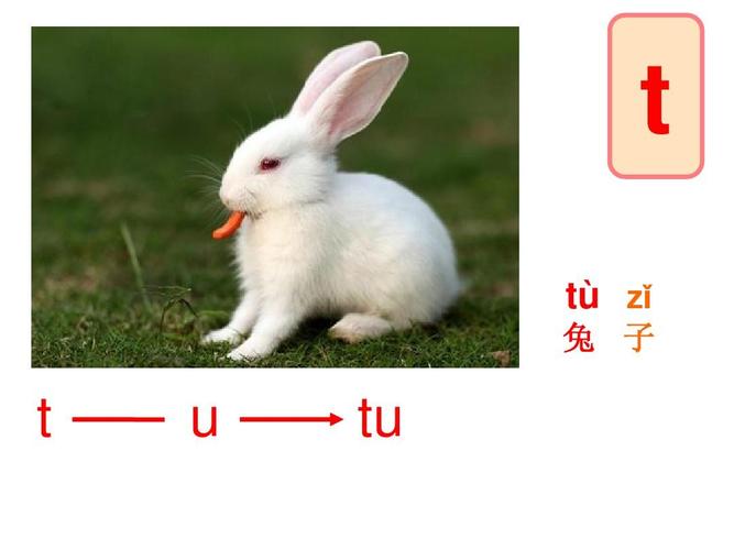 兔子的拼音的相关图片
