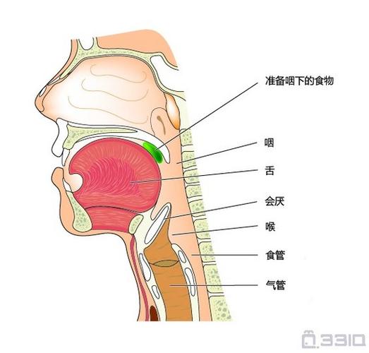 咽和喉的区别的相关图片