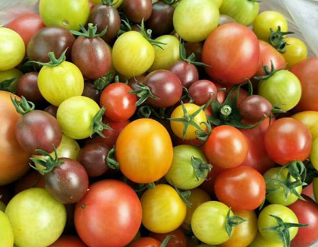 小西红柿品种的相关图片
