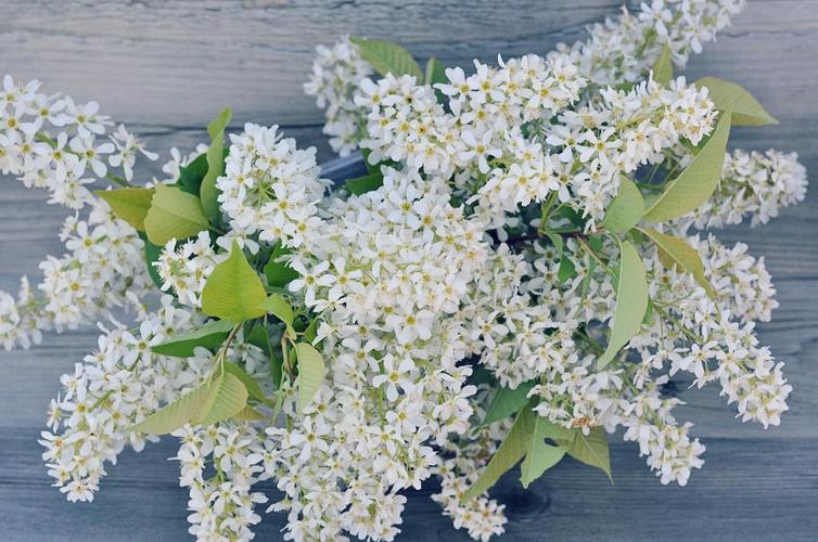 春天开的白色的花的相关图片