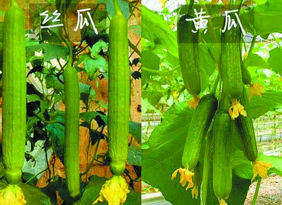 水瓜和丝瓜的区别的相关图片