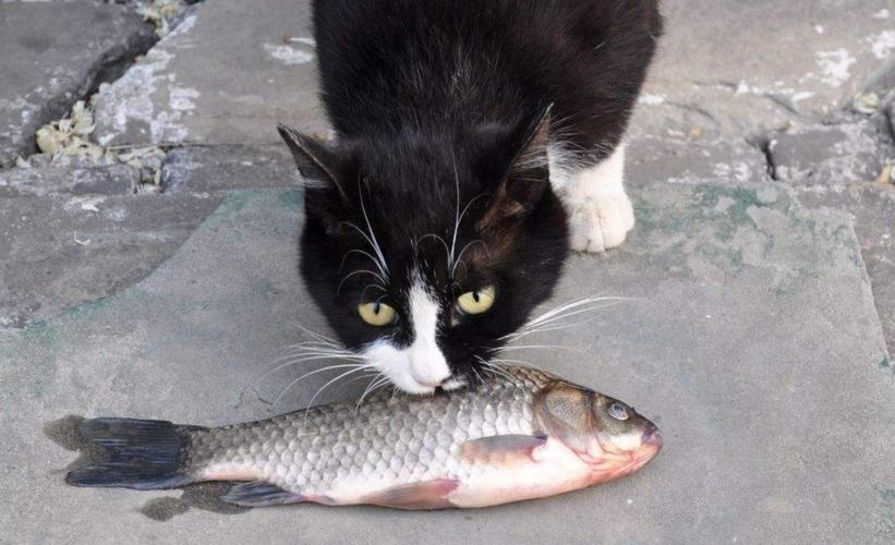 猫为什么喜欢吃鱼的相关图片