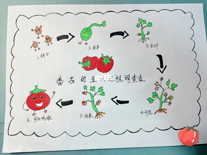 番茄的生长过程的相关图片