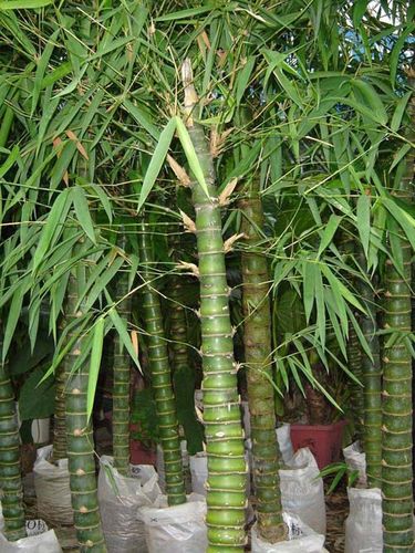 竹子的品种的相关图片
